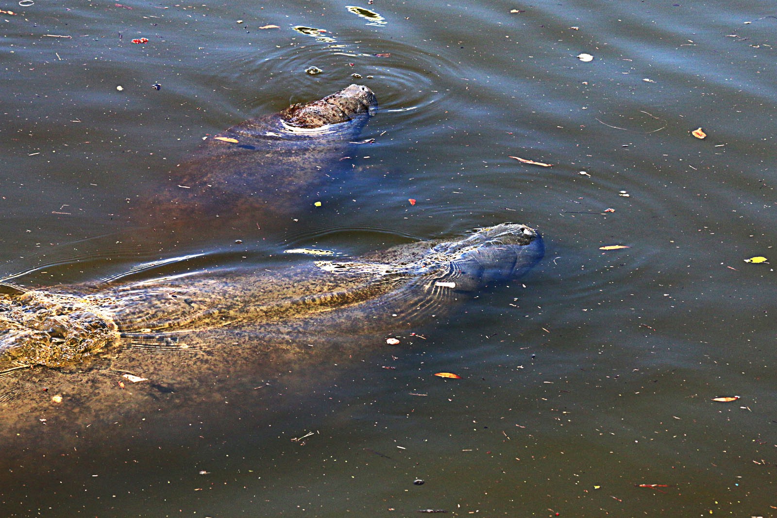 Manatee Observation and Education 