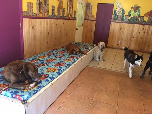 Dog Kidz Country Daycare and Boarding
