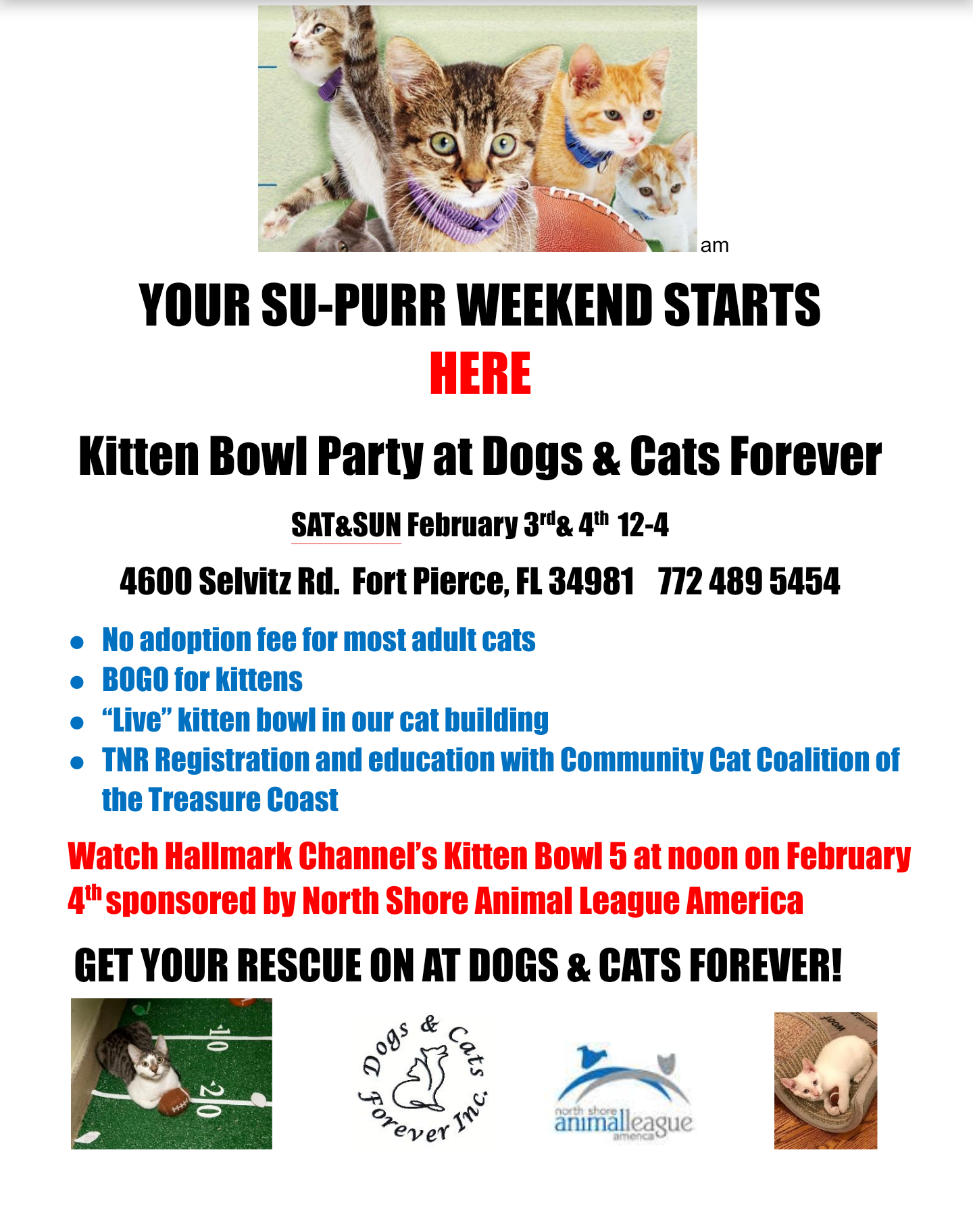 Kitten Bowl Party