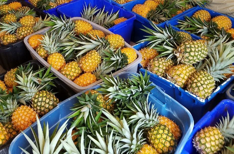 Pineapple Palooza