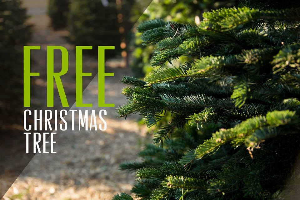 Free Christmas Trees