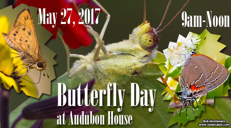 Butterfly Day at Audubon House