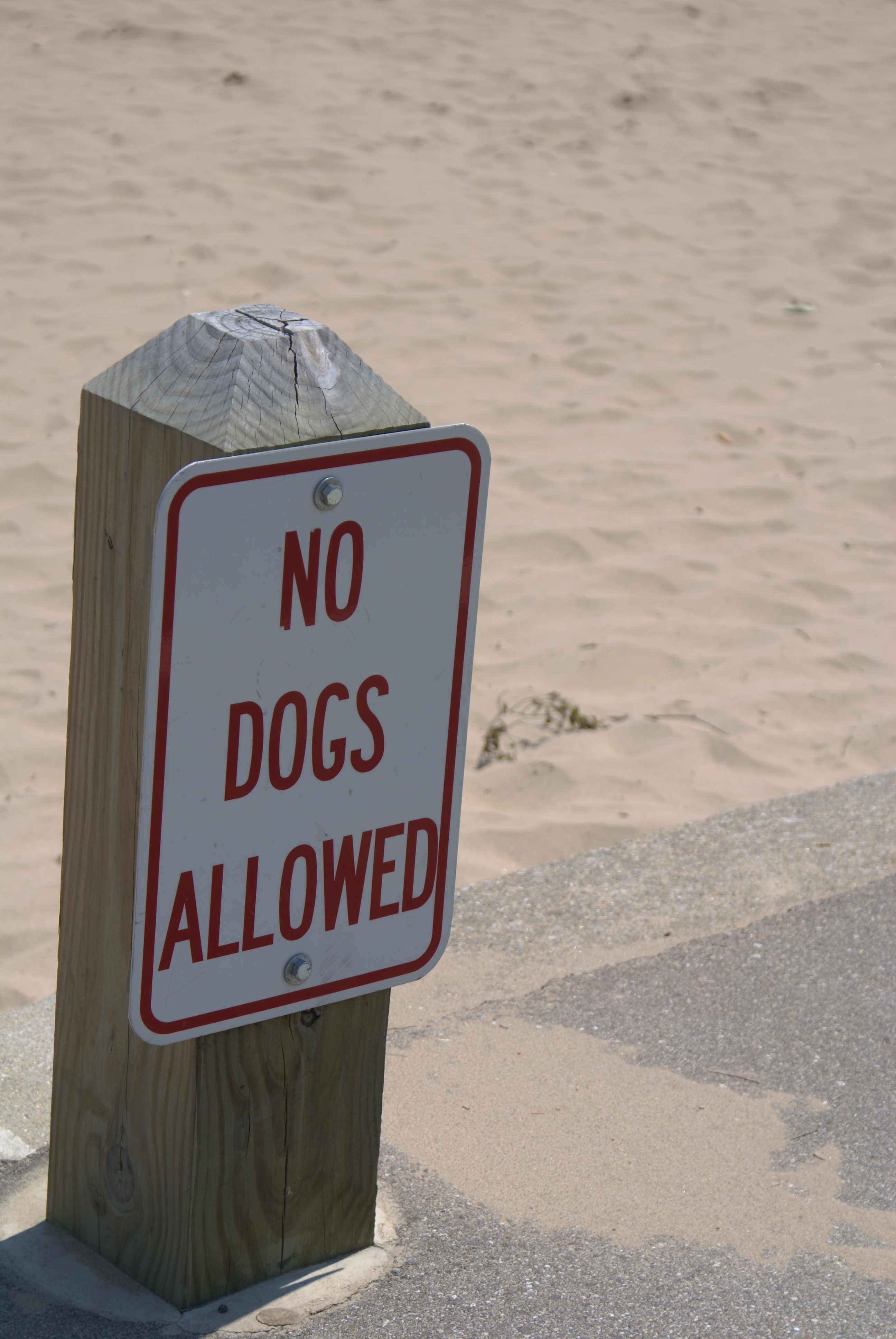 Keep Dogs Off Beaches! It's Turtle Season