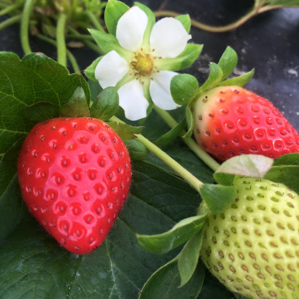 Strawberry Patch - Contryside Citrus