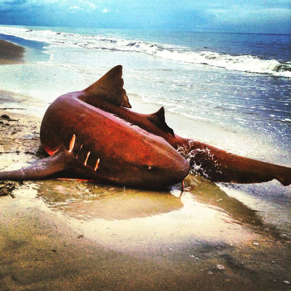 Nurse Shark Photo by Megan Westerfield of Vero Beach, Florida.