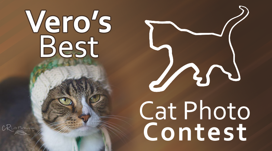 veros-best-cat-photo-contest-2015