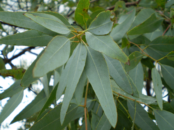 Eucalyptus Leaves