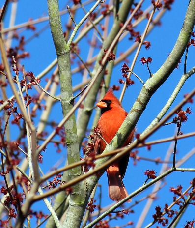 Northern Cardinal on Red Maple Twigs