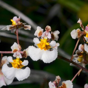 Endangered Florida Dancing Lady Orchid In Coastal Trees