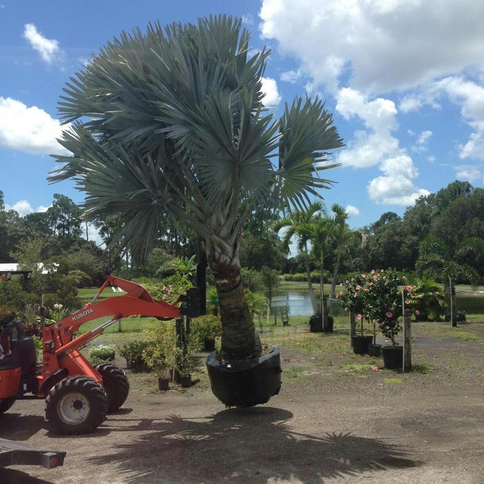 Treasure Coast Turf & Trees