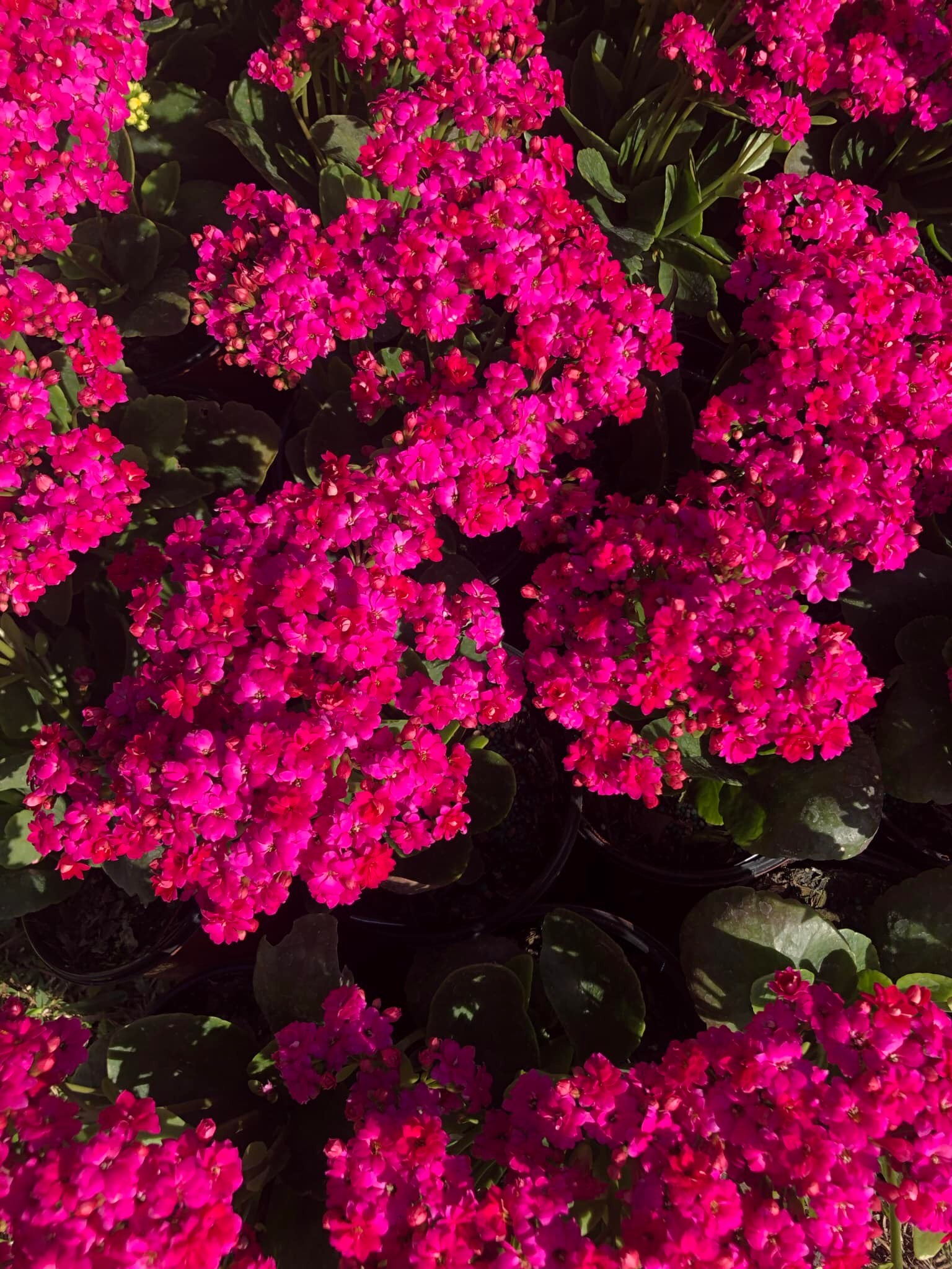 Featured image for “BB’s Tumbleweeds Garden Center”