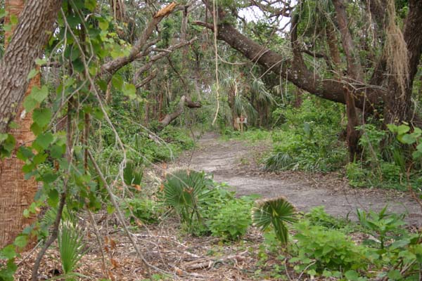 Featured image for “Captain Forster Hammock Preserve”