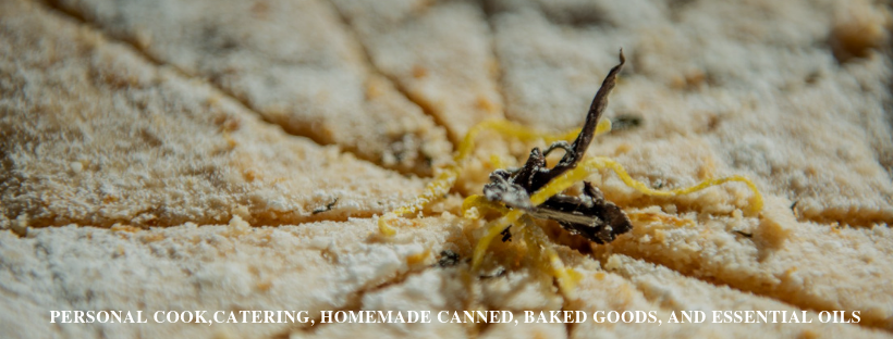 Featured image for “The Kitchen Fairy”
