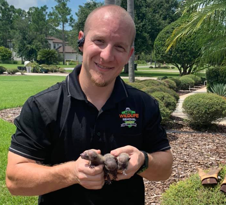 Featured image for “AAAC Wildlife Removal”