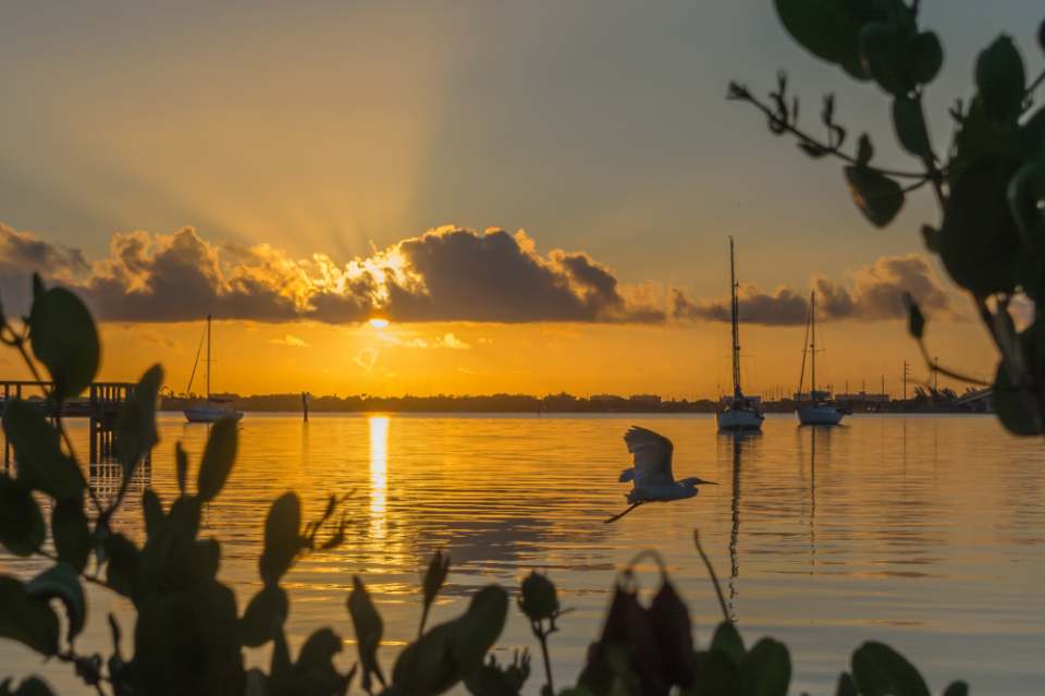 Featured image for “Indian River Lagoon National Estuary Program”