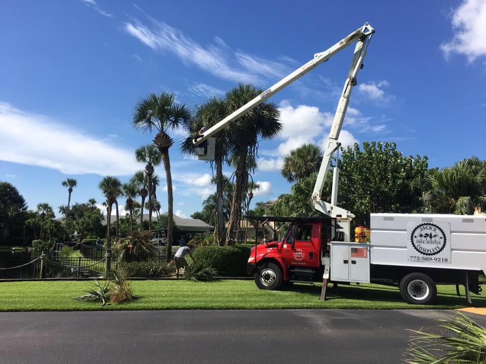 Tree Removal in Vero Beach: Your Comprehensive Guide