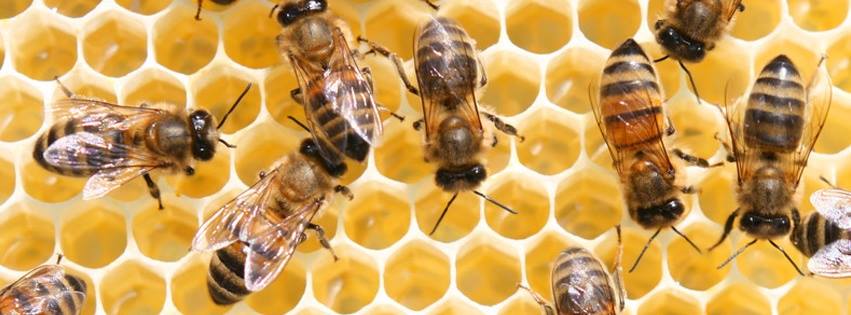 Featured image for “A Affordable Bee Removal Service”