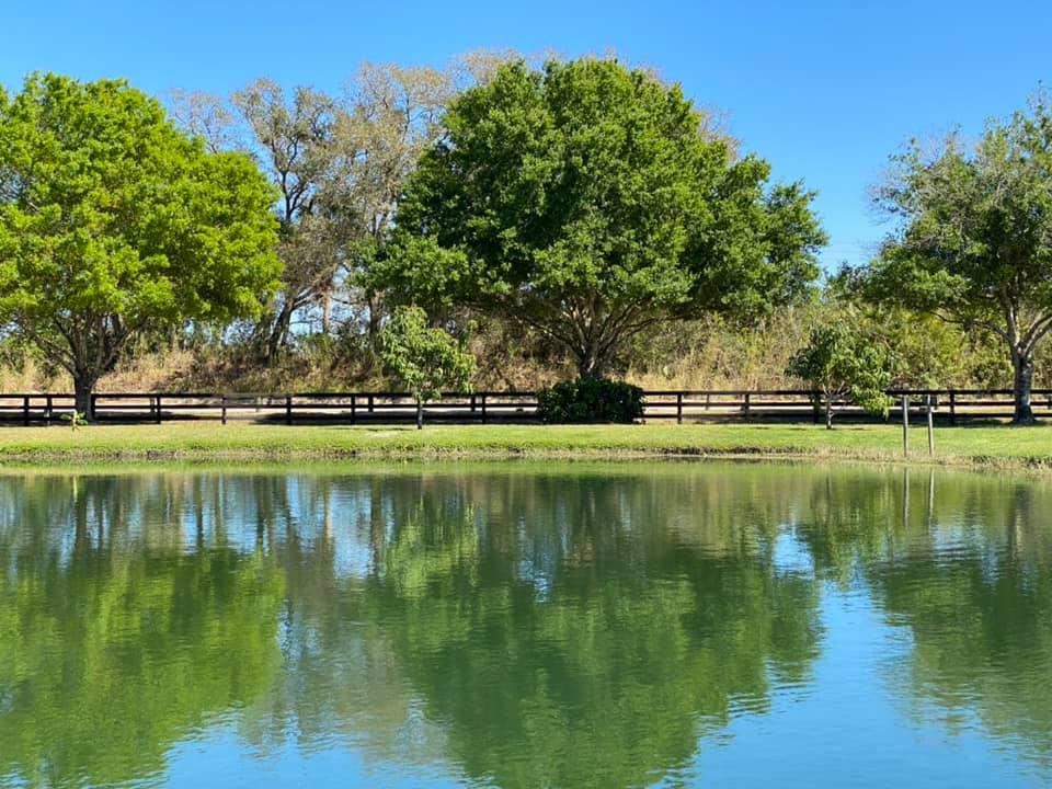 Featured image for “Allen Carey tree services”