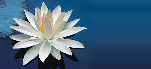 Waterlily