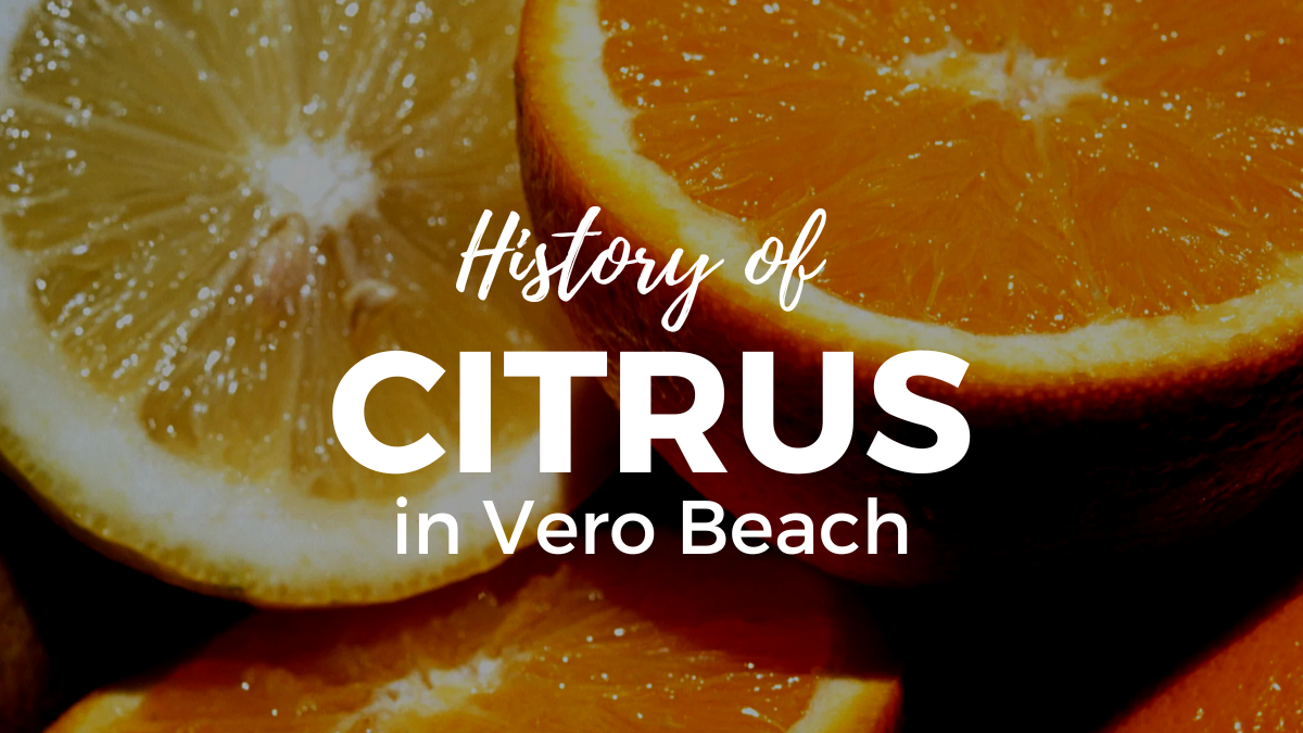 Featured image for “History of Citrus in Vero Beach, Florida”