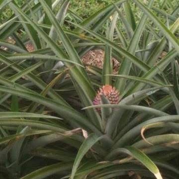 A young pineapple flowering on the plant in the field