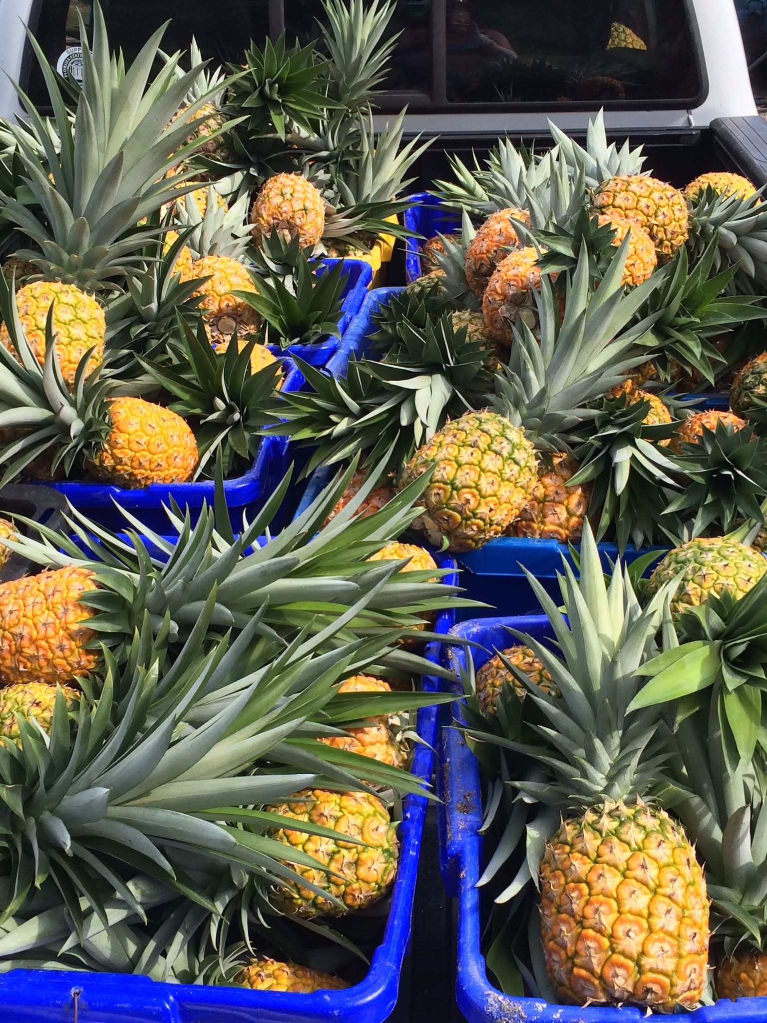 Crates of freshly harvested Vero Beach pineapples with green crowns