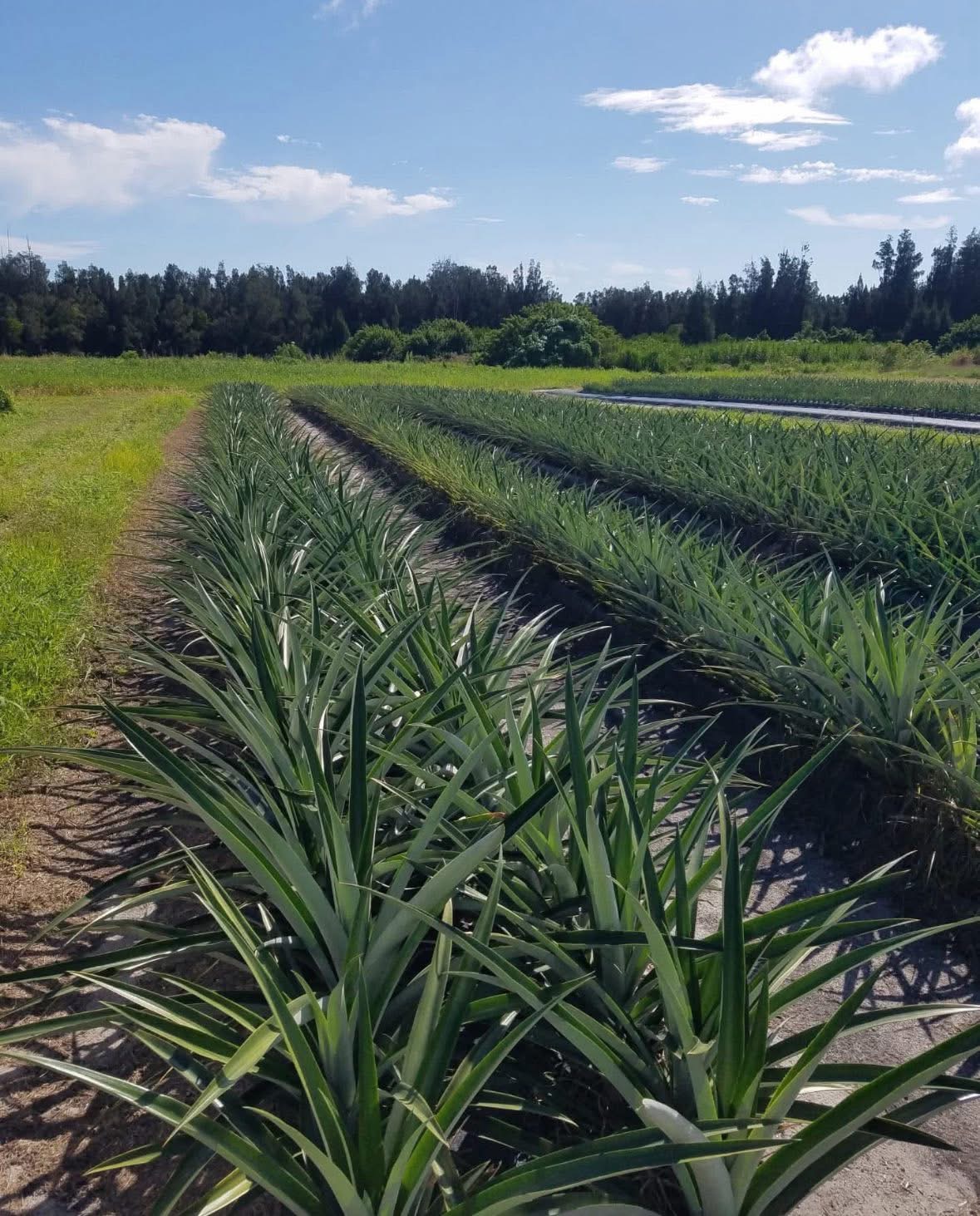 Rows of naturally grown pineapple plants at Nature Farms