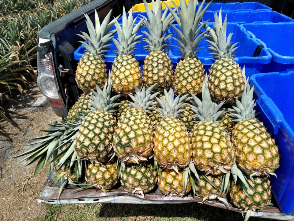 Freshly harvested local pineapples loaded in a truck at Nature Farms