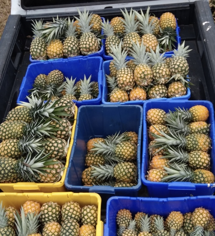 Blue and yellow crates full of fresh local pineapple