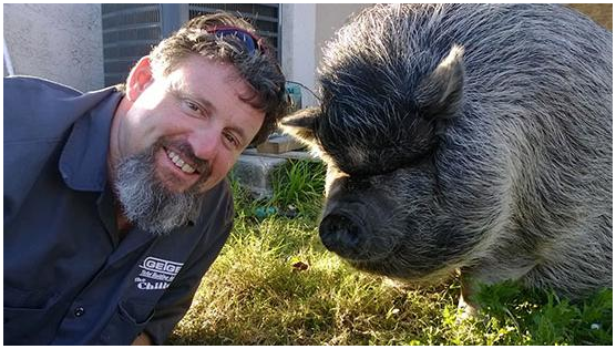 The Chilly Pig