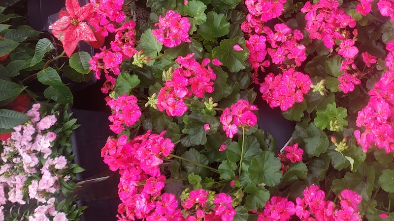The Mexican Gardener Inc. The Mexican Gardener Inc.