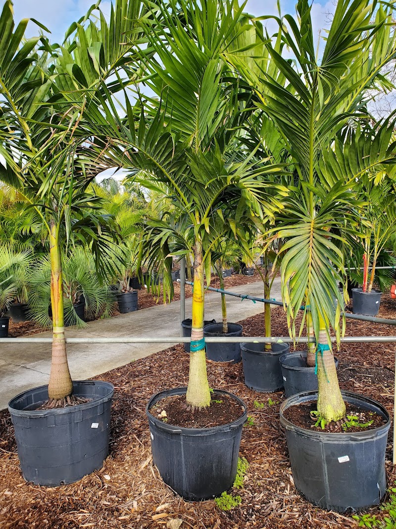 La Ceiba Lawn Service & Landscaping La Ceiba Lawn Service & Landscaping