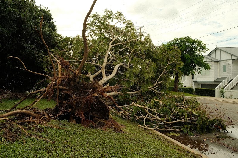TR Lawn & Tree TR Lawn & Tree