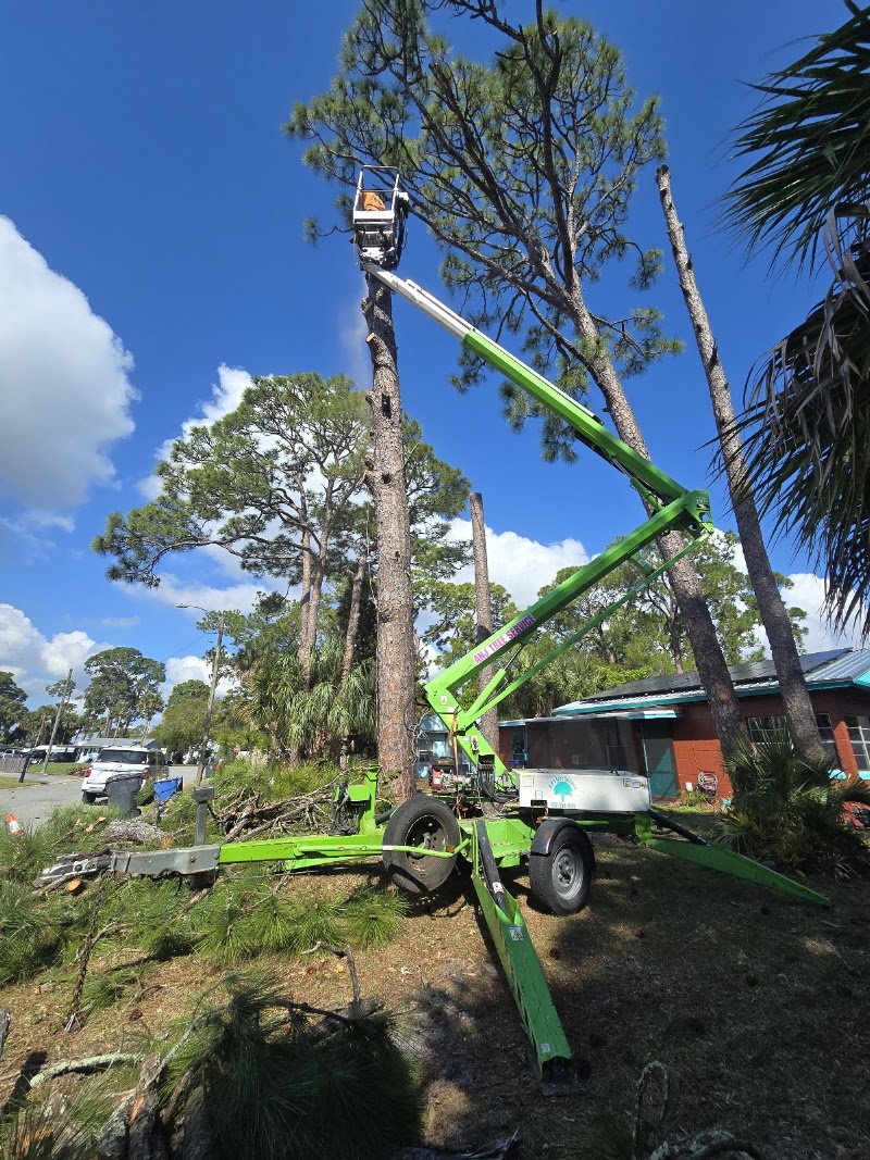 A N J Tree Service LLC A N J Tree Service LLC