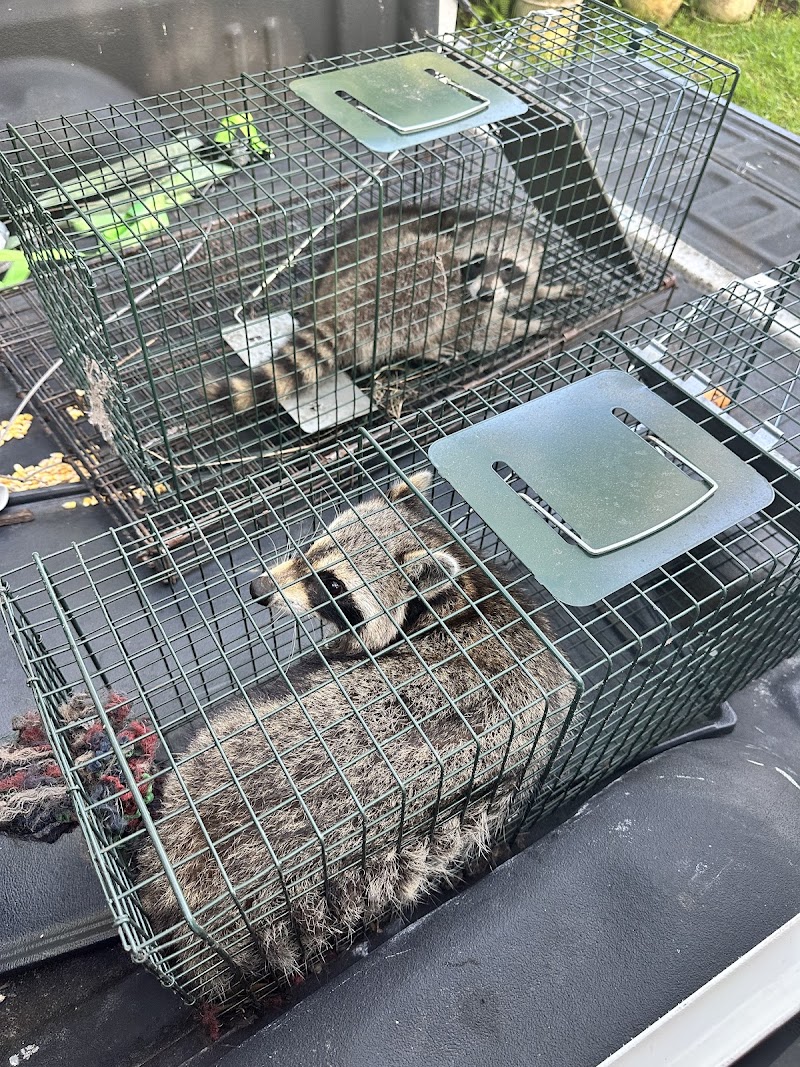 Trapper Joe Wildlife Removal Trapper Joe Wildlife Removal