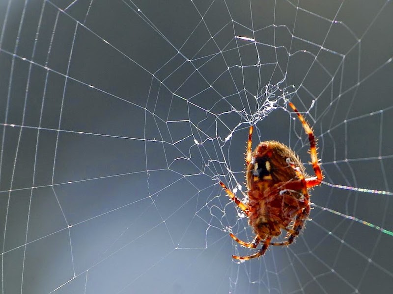 Akin Pest Prevention Plus Akin Pest Prevention Plus