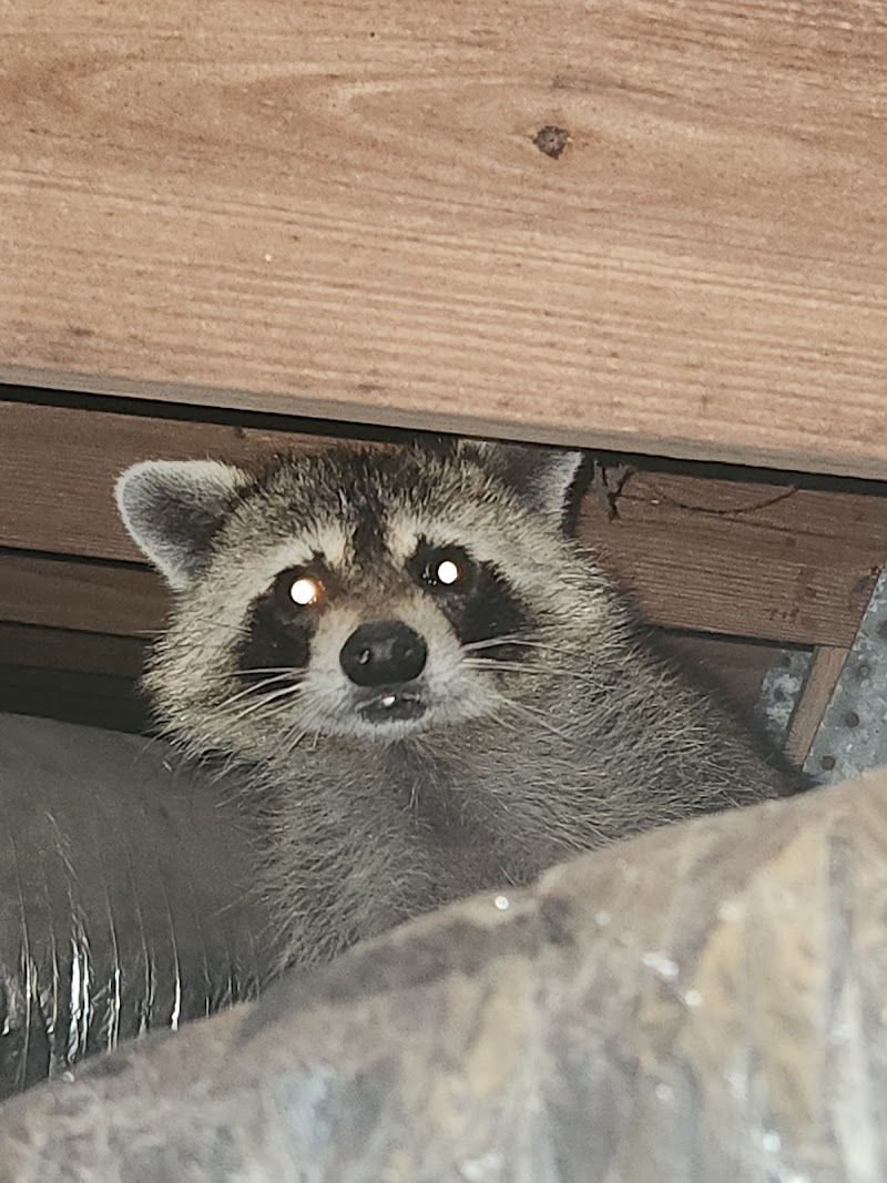 Artemis Wildlife Services llc Artemis Wildlife Services llc