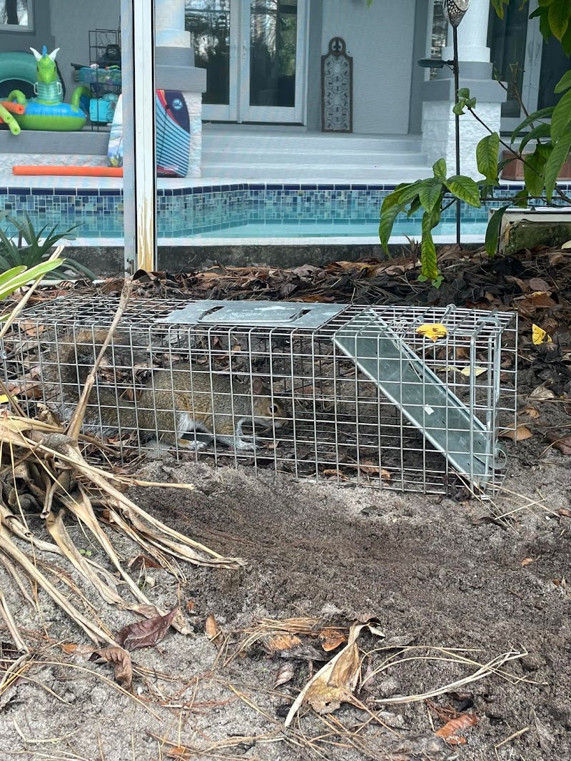 North Brevard Wildlife Solutions