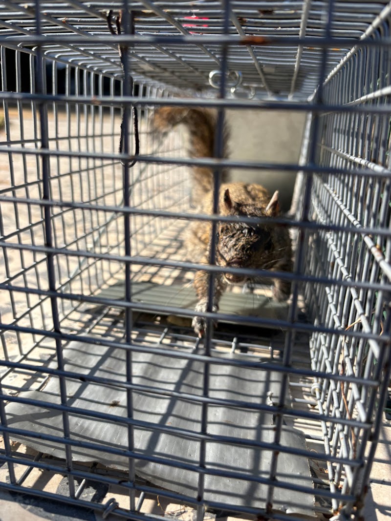Vector Wildlife and Pest Vector Wildlife and Pest