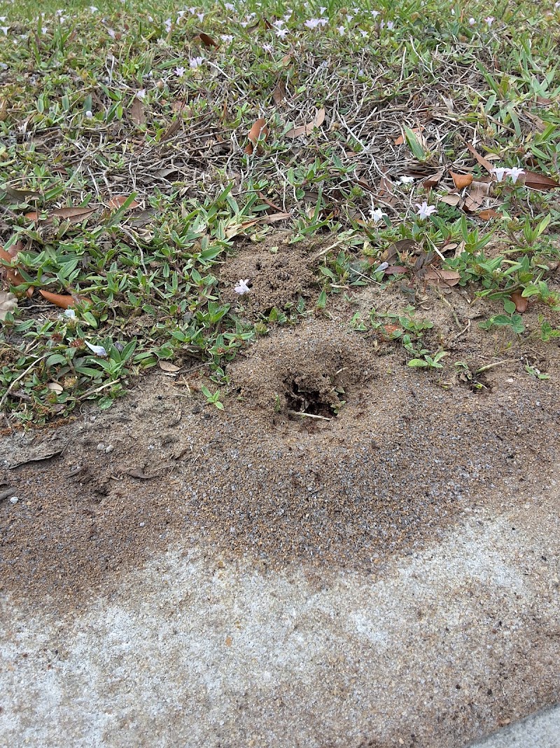 Brevard's Pest Solutions Inc. Brevard's Pest Solutions Inc.