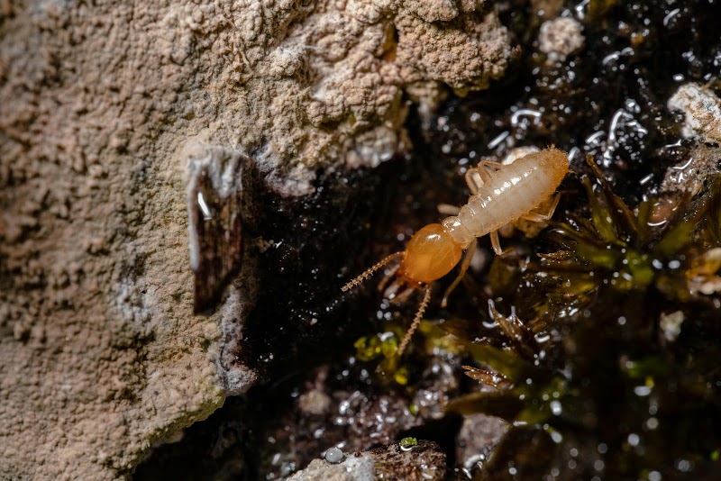Southeast Florida Pest Control Southeast Florida Pest Control