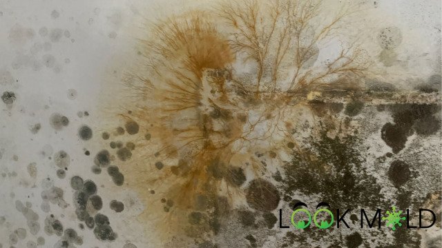 Mold Remediation Solutions LLC Mold Remediation Solutions LLC