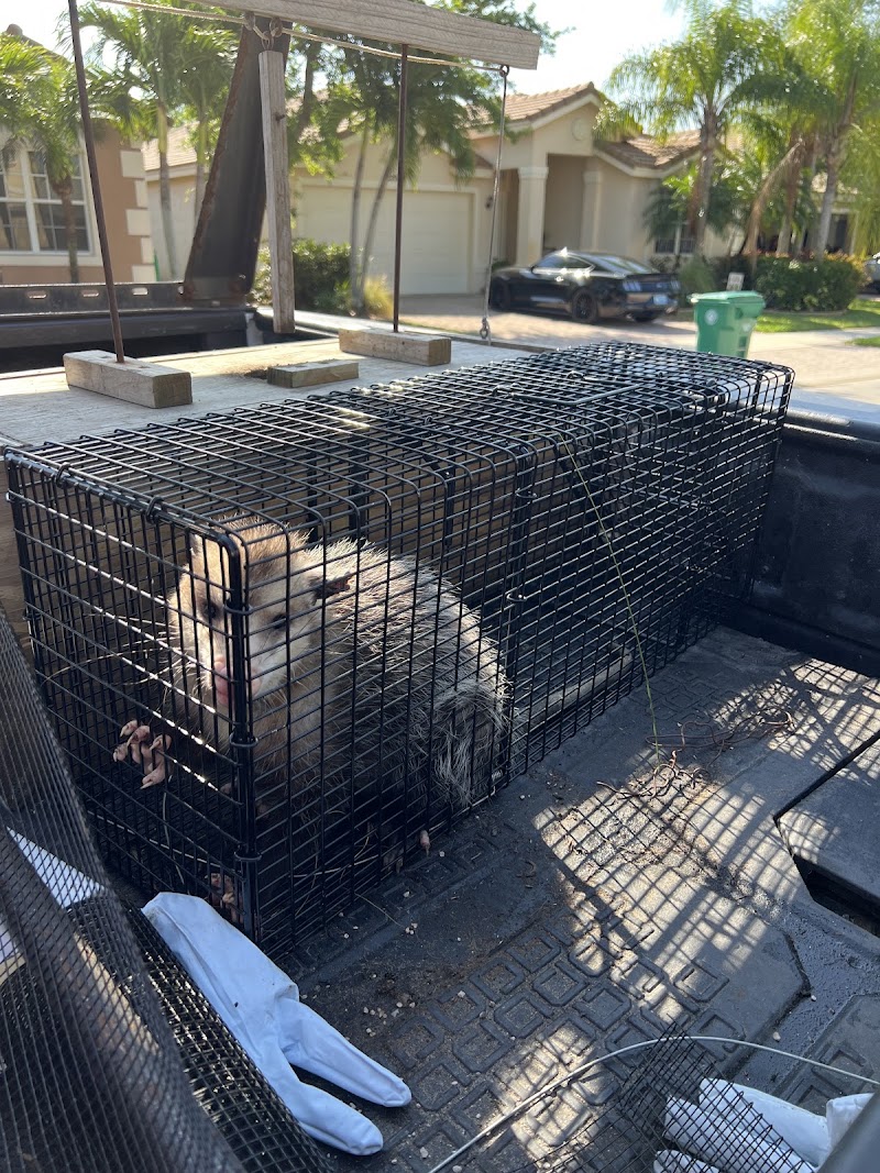 Rogue Pest & Wildlife Control Rogue Pest & Wildlife Control