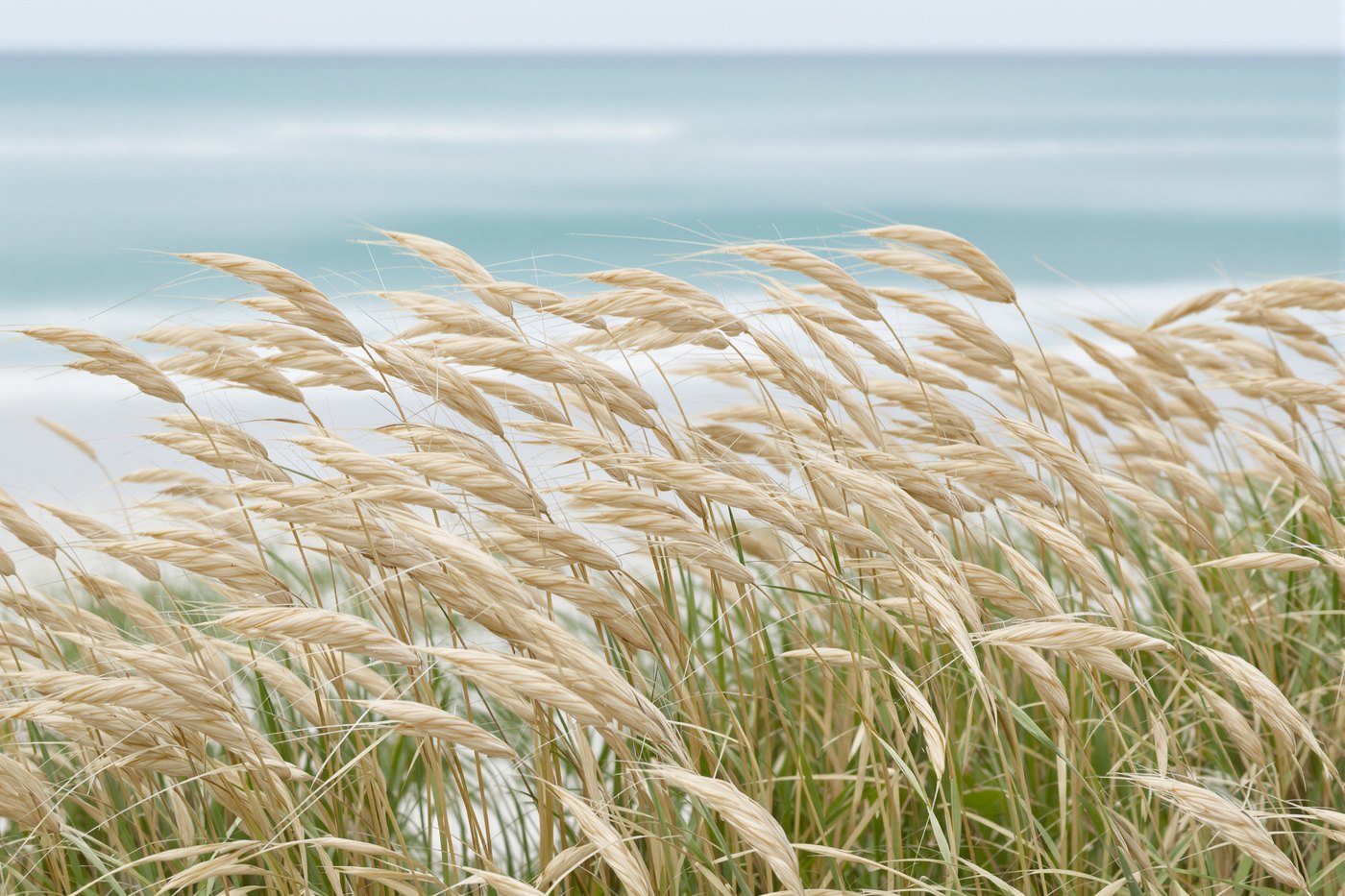 Sea oats moving in the wind on a Florida beach dune