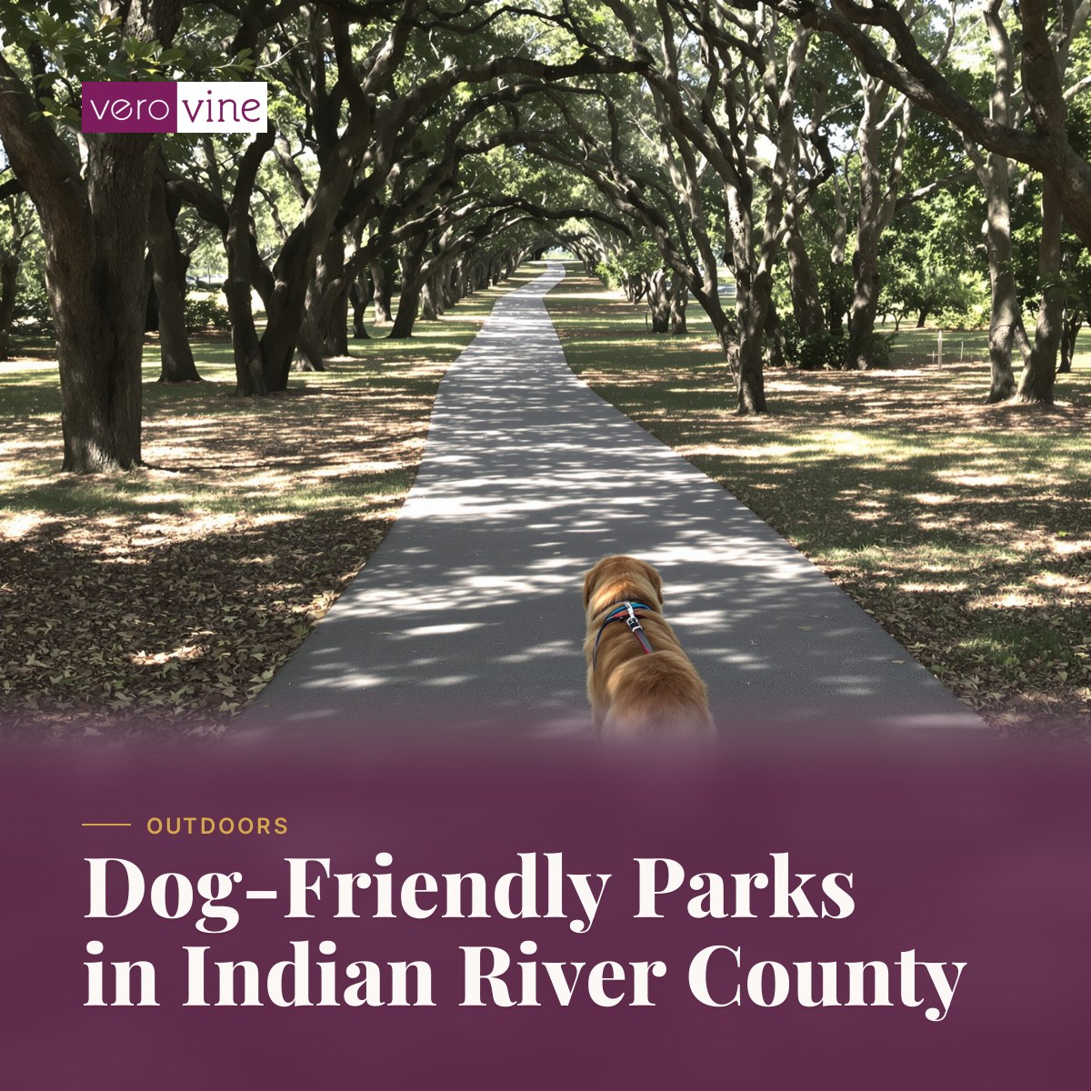 A dog on a leash walking a shaded park trail in Indian River County