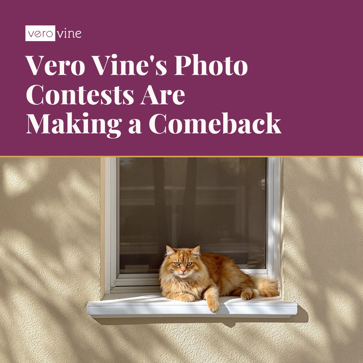 A cat lounging in a sunny Vero Beach home, representing the return of Vero Vine's photo contests