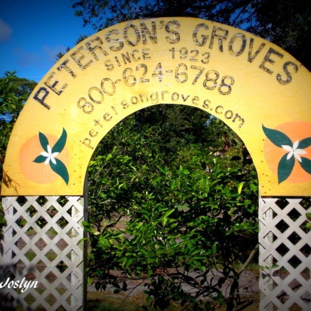 Peterson's Grove