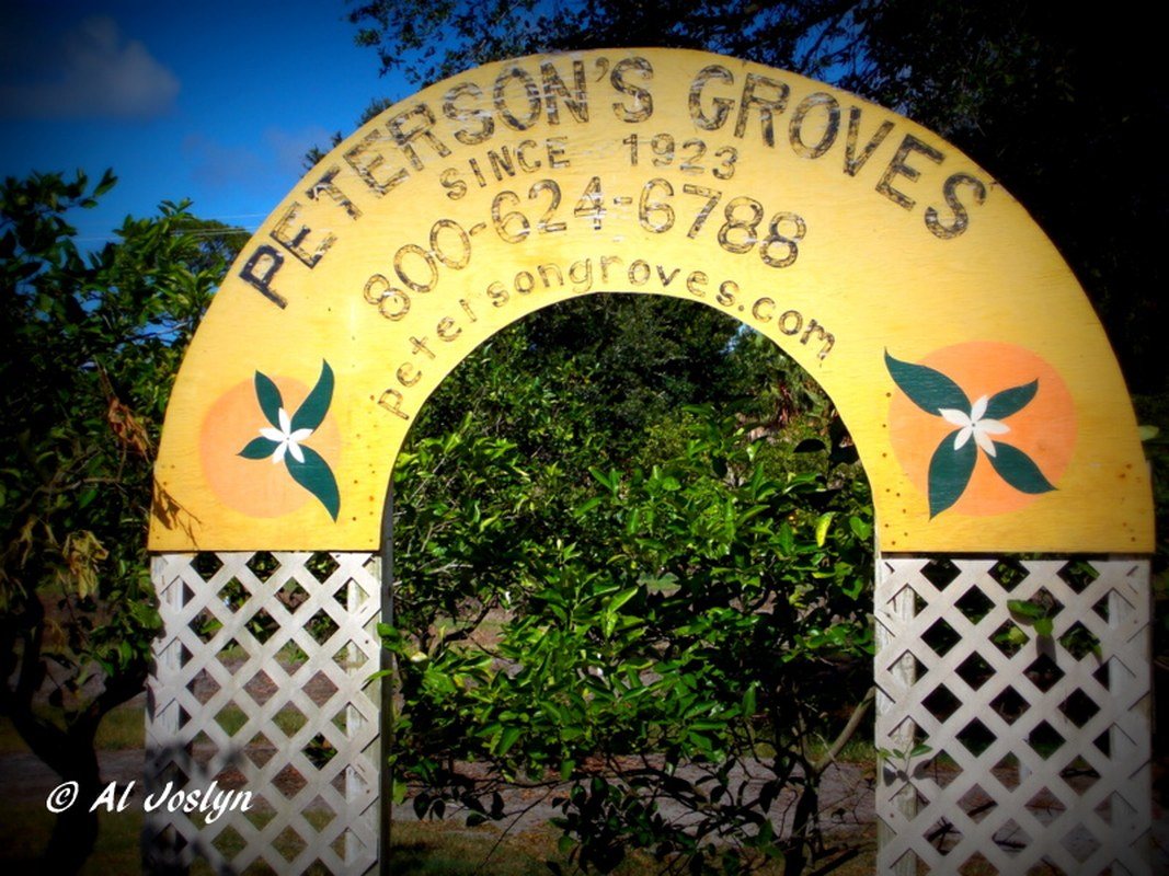 Peterson's Grove