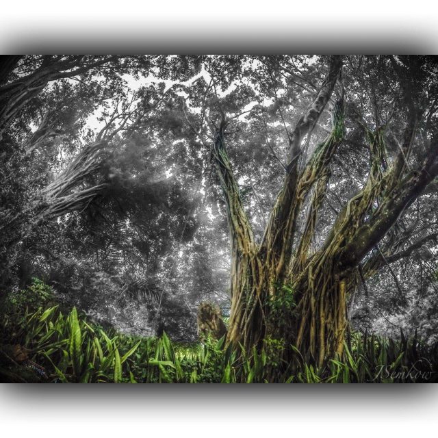 Vero Beach Banyan Trees 500 Years Old!!!
