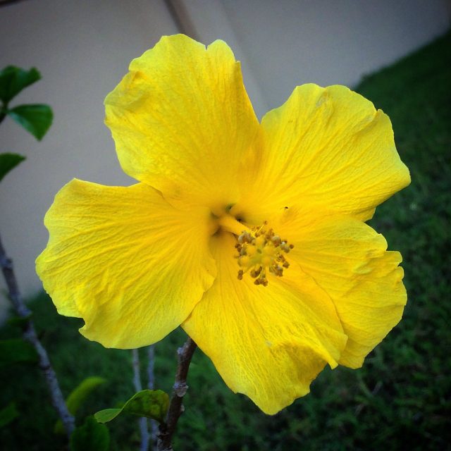 A Rose By Any Other Name ...